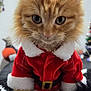 cat, kitten, orange_tabby, santa_outfit, red_hat, christmas, holiday, costume, cute, furry, whiskers, pet, indoor, closeup, animal, festive, adorable, fluffy, small, portrait