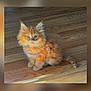 Mango is registered to the contest to win money with this photo: cat, kitten, orange_cat, fluffy, blue_eyes, pet, collar, wooden_floor, indoor, sitting, cute, furry, small, animal, mammal, domestic, young, curious, portrait, feline