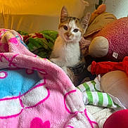 Callie joined the competition — help win amazing prizes! kitten, cat, blanket, plush_toy, soft_toys, bedroom, cozy, colorful, cute, pet, indoor, feline, young_cat, curious, warm_lighting, comfort, animal, resting, fur, home