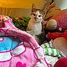 kitten, cat, blanket, plush_toy, soft_toys, bedroom, cozy, colorful, cute, pet, indoor, feline, young_cat, curious, warm_lighting, comfort, animal, resting, fur, home