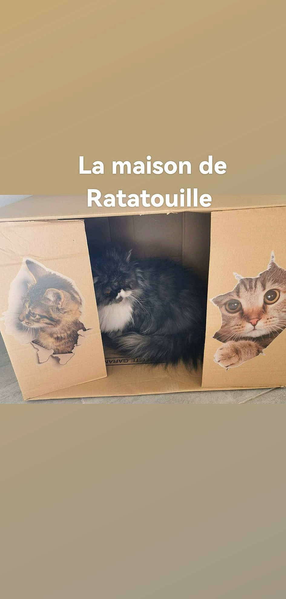 Ratatouille