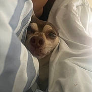 Prince joined the competition — help win amazing prizes! dog, blanket, bed, cozy, pet, snuggle, cute, resting, sleepy, indoor, canine, fur, face, comfort, domestic_animal, closeup, relaxation, home, animal, warm