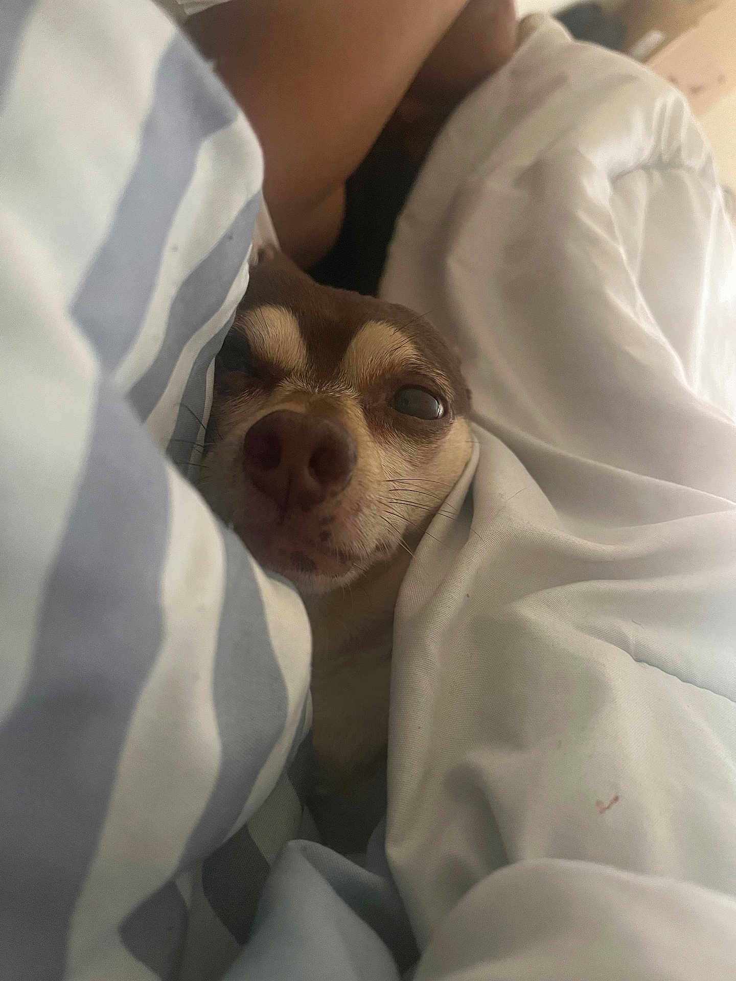 Prince joined the competition — help win amazing prizes! dog, blanket, bed, cozy, pet, snuggle, cute, resting, sleepy, indoor, canine, fur, face, comfort, domestic_animal, closeup, relaxation, home, animal, warm