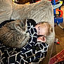 Mrs Kitty is registered to the contest to win money with this photo: child, sleeping, cat, blanket, couch, toy, indoor, cozy, home, resting, curled_up, patterned_blanket, furniture, carpet, blond_hair, sleep, peaceful, relaxation, young, comfort
