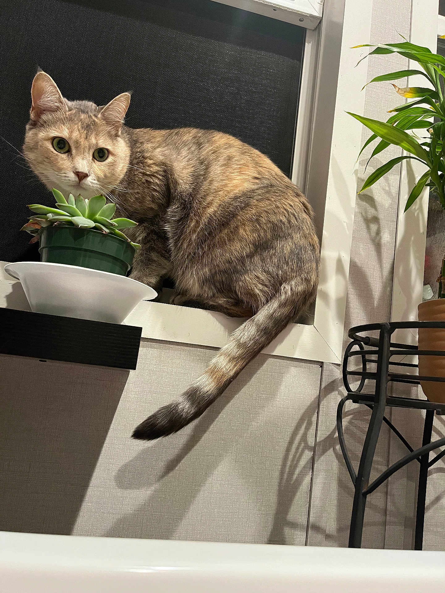 Mrs Kitty is registered to the contest to win money with this photo: cat, windowsill, plant, succulent, indoor, pet, curious, shadow, feline, tail, potted_plant, window, greenery, animal, houseplant, domestic, alert, fur, whiskers, home