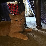 Cheeto joined the competition — help win amazing prizes! cat, orange_tabby, animal, pet, indoor, carpet, table_leg, blanket, plaid, furniture, resting, curious, cozy, home, fur, whiskers, paws, domestic_cat, mammal, cute