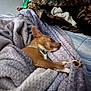 Tucker joined the competition — help win amazing prizes! dog, sleeping, blanket, purple_blanket, cozy, indoor, pet, resting, fur, collar, camouflage_jacket, soft_texture, paws, bed, comfort, relaxation, fur_color_brown, quiet, nap, domestic_animal