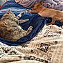 Tucker joined the competition — help win amazing prizes! cat, dog, bed, blanket, sleeping, pet, indoor, cozy, resting, fur, animal, domestic, comfort, nap, blue_bedspread, patterned_blanket, relaxation, companion, furniture, home