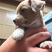 Tucker is registered to the contest to win money with this photo: puppy, dog, pet, close_up, hand, fur, paw, cute, young, animal, indoor, portrait, canine, whiskers, brown, white, soft, looking_away, person, holding