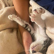 Peter is registered to the contest to win money with this photo: blanket, cat, comfort, cozy, cute, domestic_animal, fur, furry, human_arm, indoor, kitten, nap, paw, pet, relaxing, resting, sleeping, soft, warm, whiskers