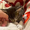 Peter is registered to the contest to win money with this photo: animal, blanket, cat, comfort, cozy, cute, feline, fur, hand, human, indoor, kitten, paw, pet, resting, sleeping, soft, touch, warm, whiskers