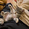 Peter joined the competition — help win amazing prizes! animal, black_clothing, blanket, casual, cat, comfort, cozy, cute, feline, home, indoor, kitten, lap, legs, paws, person, pet, relaxation, resting, soft