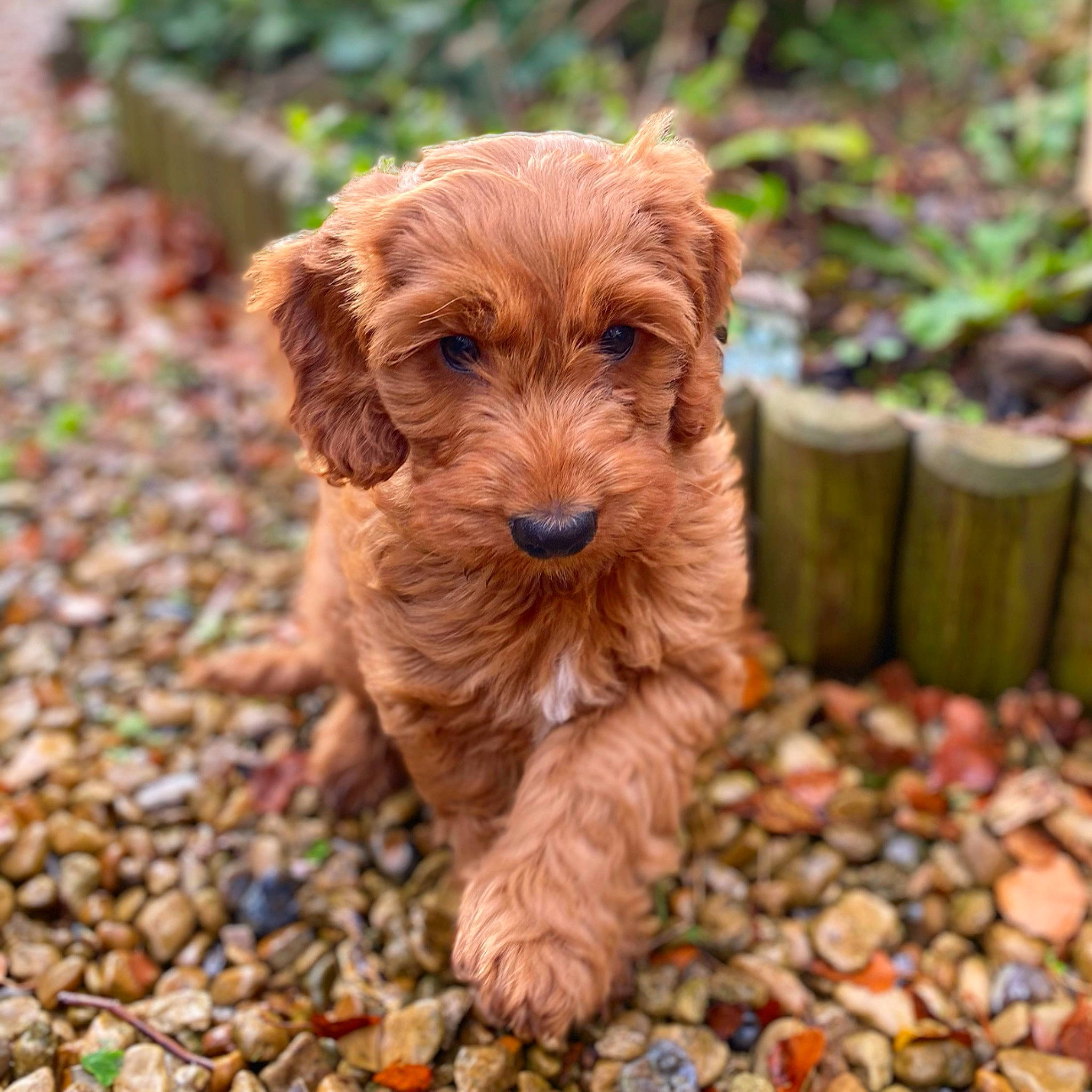 Mabel is registered to the contest to win money with this photo: brown, canidae, carnivore, companion_dog, dog, dog_breed, fawn, gravel, liver, non_sporting_group, pebble, pet_supply, rock, rubble, snout, sporting_group, terrier, toy_dog, water_dog, working_animal