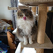 Lakota joined the competition — help win amazing prizes! animal, cat, cat_tree, cozy, curtains, cute, domestic, fluffy, furniture, furry, green_eyes, household, indoor, paws, pet, playful, soft, tongue_out, whiskers, window