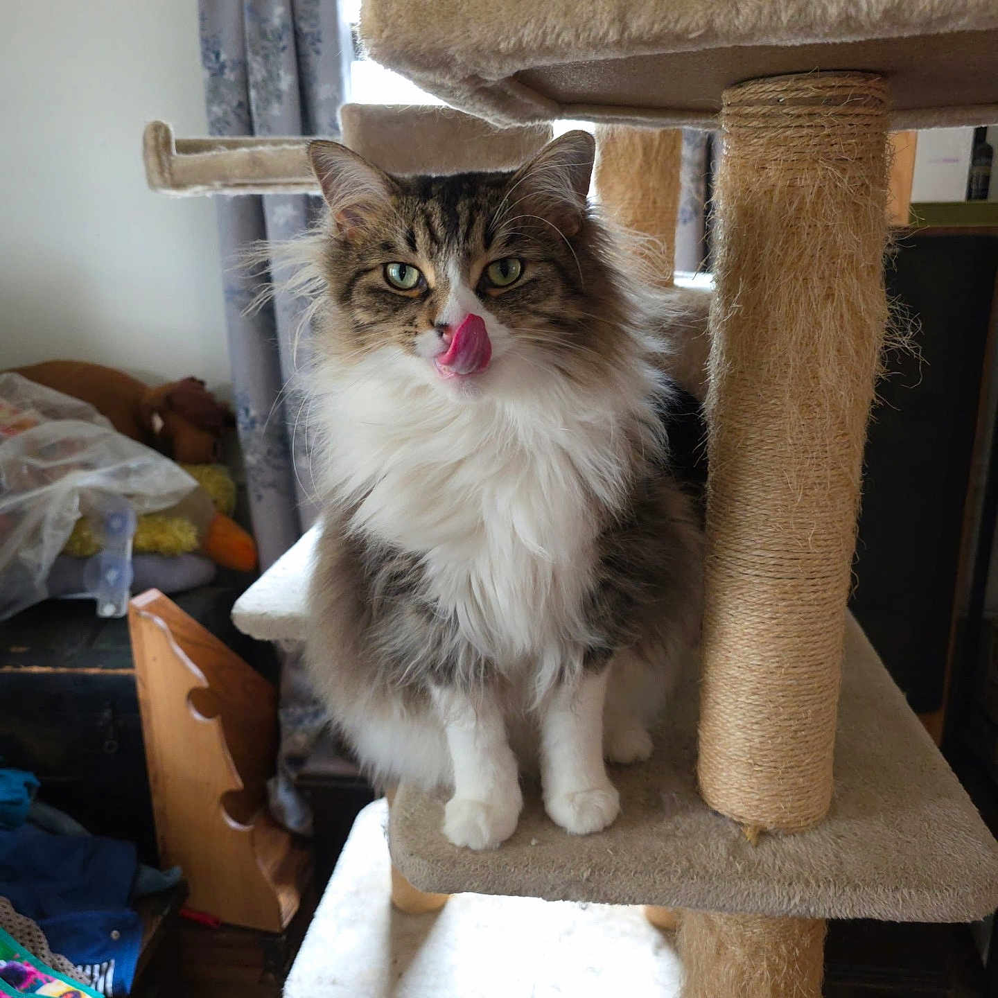Lakota joined the competition — help win amazing prizes! animal, cat, cat_tree, cozy, curtains, cute, domestic, fluffy, furniture, furry, green_eyes, household, indoor, paws, pet, playful, soft, tongue_out, whiskers, window
