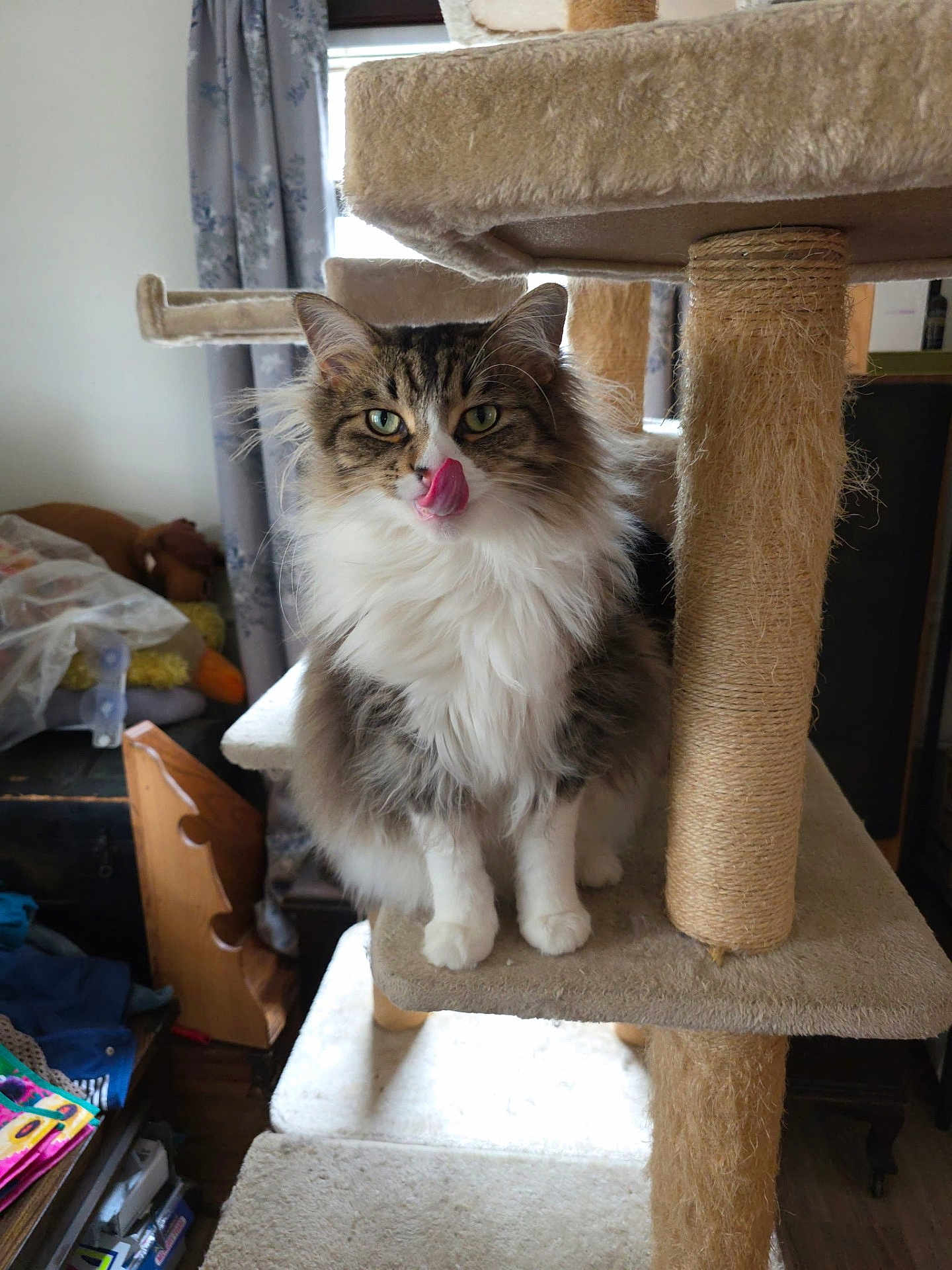 Lakota joined the competition — help win amazing prizes! animal, cat, cat_tree, cozy, curtains, cute, domestic, fluffy, furniture, furry, green_eyes, household, indoor, paws, pet, playful, soft, tongue_out, whiskers, window
