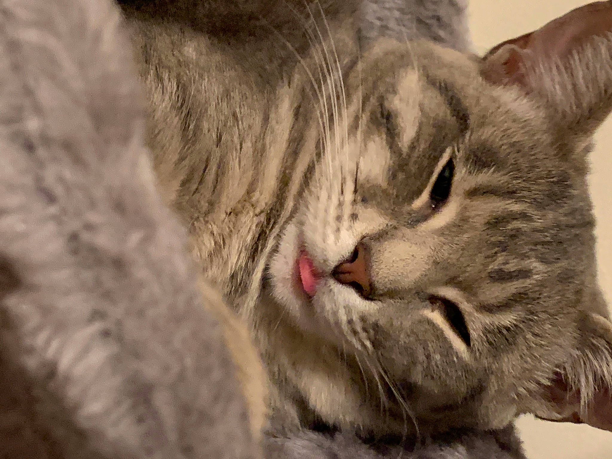 Poppy is registered to the contest to win money with this photo: carnivore, cat, close_up, domestic_short_haired_cat, european_shorthair, felidae, fur, grey, natural_material, skin, small_to_medium_sized_cats, snout, tabby_cat, terrestrial_animal, vertebrate, whiskers