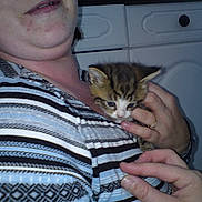 Titeuf a rejoint le concours — aidez-le/la à gagner de superbes lots ! animal, cabinet, casual, cat, close_up, cuddle, cute, domestic_cat, furniture, furry, hand, holding, indoor, kitten, person, pet, portrait, small_animal, striped_shirt, young_cat