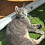 cat, gray_cat, green_eyes, grass, sunlight, wood_floor, whiskers, pet, animal, feline, relaxing, indoor_outdoor, curious, paw, shadow, daylight, closeup, fur, cute, domestic_animal
