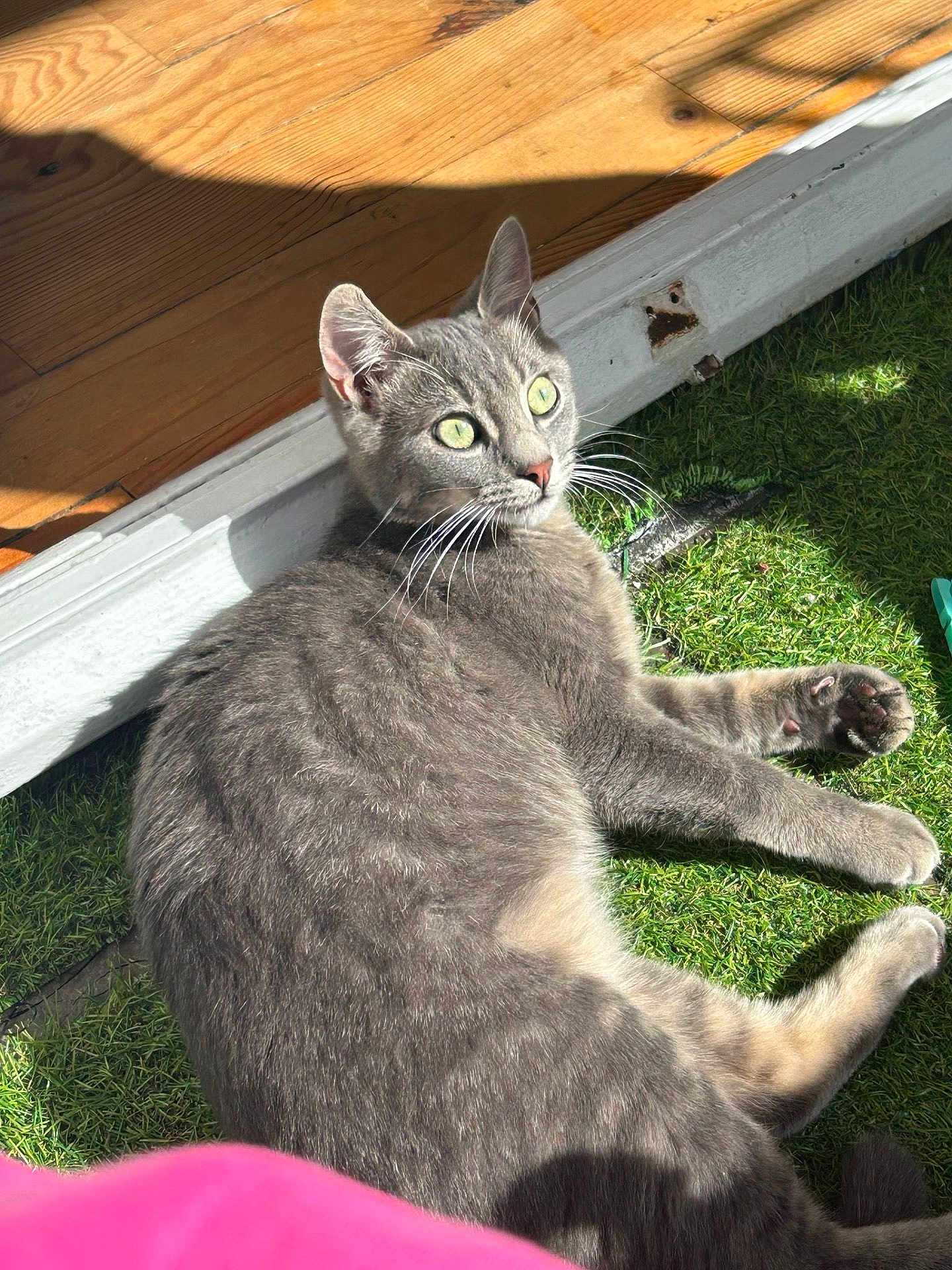 Flocon participe au concours pour gagner de l'argent avec cette photo : cat, gray_cat, green_eyes, grass, sunlight, wood_floor, whiskers, pet, animal, feline, relaxing, indoor_outdoor, curious, paw, shadow, daylight, closeup, fur, cute, domestic_animal