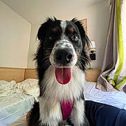 Vicky a rejoint le concours — aidez-le/la à gagner de superbes lots ! dog, tongue, bed, indoor, curtains, lamp, fur, pet, black_and_white, brown, happy, tongue_out, canine, room, blanket, wood, furniture, sleep, relax, domestic