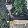 cat, calico, animal, pet, outdoor, plant, greenery, potted_plant, fur, whiskers, yellow_eyes, curious, nature, sidewalk, concrete, collar, garden, texture, leaf, small_plant