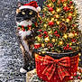 Stella is registered to the contest to win money with this photo: animal, candy_cane, cat, christmas_tree, curious, decorations, festive, holiday, jingle_bells, ornaments, outdoor, pet, pine_cone, potted_plant, red_berries, red_bow, santa_hat, seasonal, snow, winter