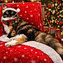 Stella is registered to the contest to win money with this photo: animal, calico_cat, cat, celebration, christmas_lights, christmas_tree, cozy, feline, festive, fluffy, holiday_collar, holiday_decor, indoor, pet, presents, red_blanket, relaxed, santa_hat, seasonal, snowflake_pattern