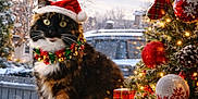 Stella joined the competition — help win amazing prizes! bow, cat, christmas_tree, cozy, decorations, festive, green, holiday, indoor, jingle_bells, lights, ornaments, pet, pinecones, red, santa_hat, snow, white, window, winter