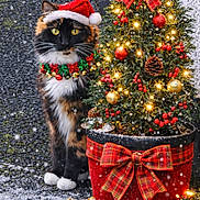 Stella is registered to the contest to win money with this photo: calico_cat, cat, christmas_lights, christmas_tree, collar, festive, gift_box, greenery, holiday_decor, jingle_bells, ornaments, outdoor, pine_cone, red_berries, red_bow, santa_hat, seasonal, snow, snowflakes, winter