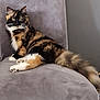 cat, fluffy, long_hair, multi_colored, sitting, chair, indoor, pet, relaxed, tail, fur, whiskers, animal, mammal, cute, domestic, feline, soft, gray_background, resting