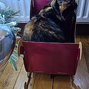 Stella joined the competition — help win amazing prizes! cat, calico, cardboard_sleigh, wooden_floor, christmas_tree, frosted_branch, radiator, indoor, pet, feline, holiday, cozy, decor, animal, fur, whiskers, side_view, sitting, home, cute