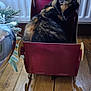 cat, calico, cardboard_sleigh, wooden_floor, christmas_tree, frosted_branch, radiator, indoor, pet, feline, holiday, cozy, decor, animal, fur, whiskers, side_view, sitting, home, cute