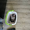 animal, bucket, cat, container, cozy, curious, domestic, feline, flooring, gray_cat, household, indoor, looking_up, pet, playful, shoe, sneaker, toy, wooden_floor, yellow_eyes