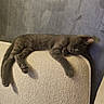 animal, calm, cat, couch, cozy, cute, domestic_cat, fur, furniture, gray_cat, home, indoor, mammal, paw, pet, relaxing, resting, sleeping, tail, texture