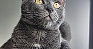 Kiko participe au concours pour gagner de l'argent avec cette photo : animal, cat, cat_tree, close_up, cute, domestic_cat, ears, feline, fur, golden_eyes, gray_cat, indoor, looking_up, mammal, paws, pet, portrait, relaxed, soft_light, whiskers