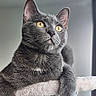 animal, cat, cat_tree, close_up, cute, domestic_cat, ears, feline, fur, golden_eyes, gray_cat, indoor, looking_up, mammal, paws, pet, portrait, relaxed, soft_light, whiskers