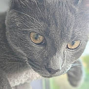 Kiko participe au concours pour gagner de l'argent avec cette photo : animal, blurred_background, cat, close_up, curious, domestic_cat, ears, eyes, face, feline, focus, fur, gray_cat, indoor, looking, muzzle, pet, portrait, soft_light, whiskers