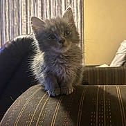 Theodore joined the competition — help win amazing prizes! kitten, cat, gray, fur, indoor, couch, striped, pet, animal, cute, furry, small, sitting, curious, whiskers, ears, furniture, home, cozy, portrait