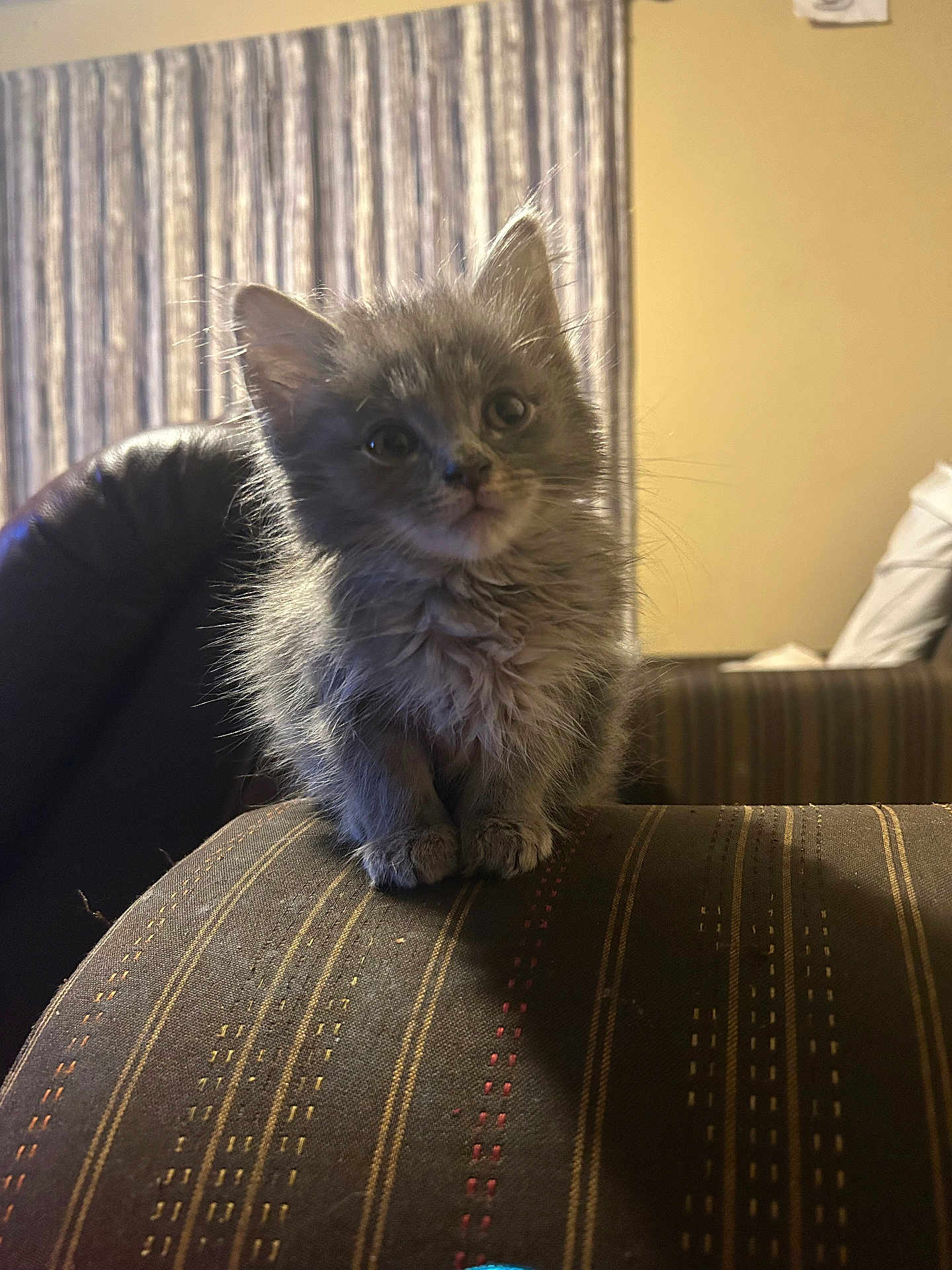 Theodore
