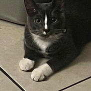 Mittens joined the competition — help win amazing prizes! cat, tuxedo_cat, pet, animal, white_paws, black_and_white, floor, tile_floor, indoor, cute, feline, whiskers, ears, eyes, sitting, looking, domestic_cat, mammal, resting, closeup