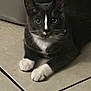 cat, tuxedo_cat, pet, animal, white_paws, black_and_white, floor, tile_floor, indoor, cute, feline, whiskers, ears, eyes, sitting, looking, domestic_cat, mammal, resting, closeup