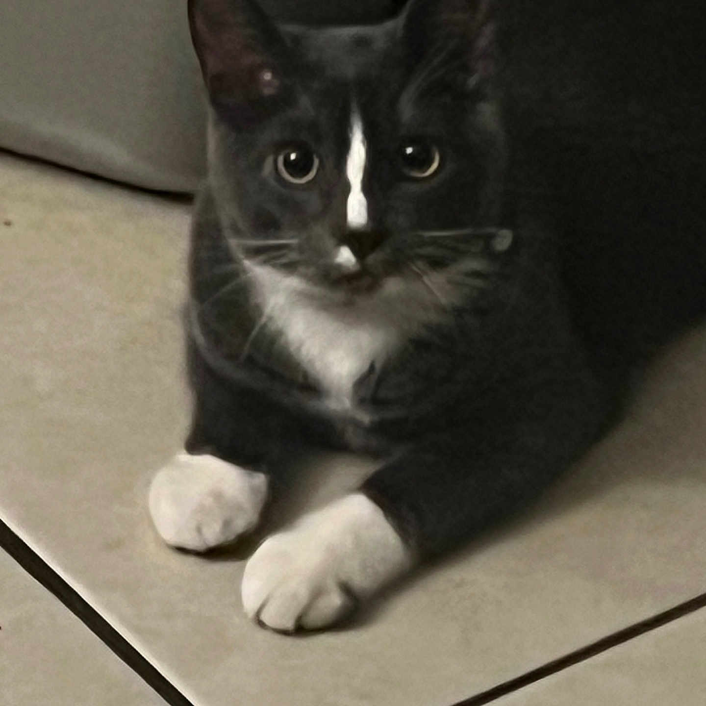 Mittens joined the competition — help win amazing prizes! animal, black_and_white, cat, closeup, cute, domestic_cat, ears, eyes, feline, floor, indoor, looking, mammal, pet, resting, sitting, tile_floor, tuxedo_cat, whiskers, white_paws