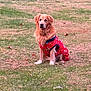 dog, golden_retriever, pet, grass, red_coat, sitting, outdoors, canine, fur, autumn_leaves, lawn, portrait, vest, park, brown_eyes, seasonal, animal, face, gaze, background