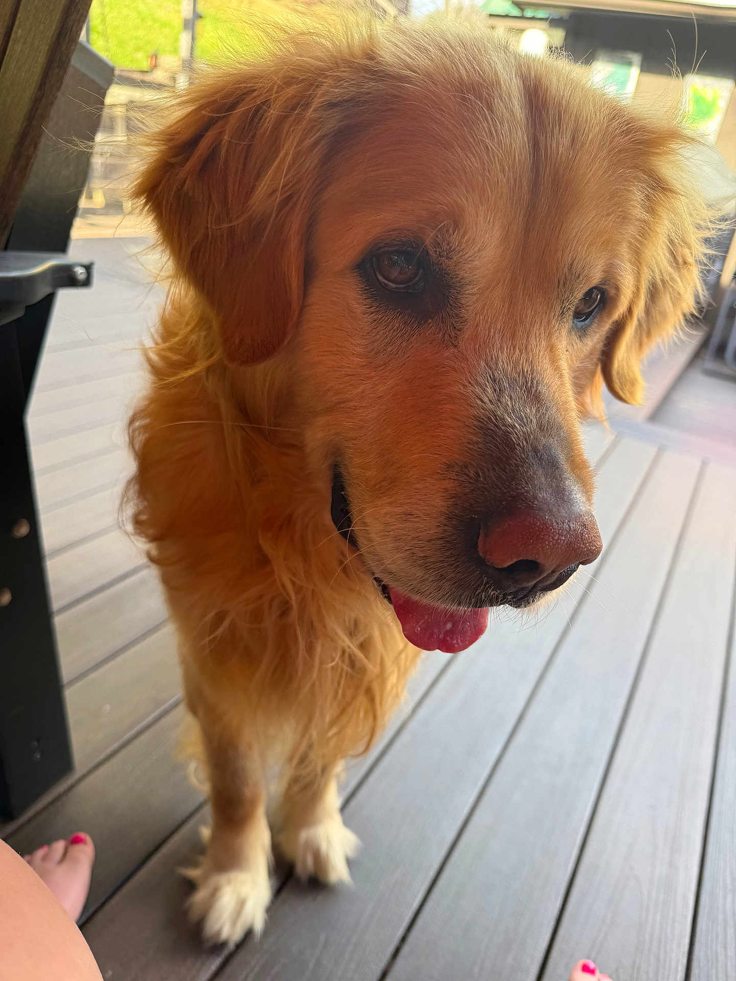 Taj is registered to the contest to win money with this photo: dog, golden_retriever, pet, portrait, close_up, tongue, paw, wooden_deck, porch, fur, muzzle, nose, eye, ear, outdoor, sunlight, domestic_animal, companion, human_toes, happy