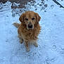 Taj is registered to the contest to win money with this photo: golden_retriever, dog, pet, snow, footprints, wooden_deck, winter, outdoor, sitting, fur, paws, portrait, canine, nose, eyes, tail, cute, companion, front_view, animal