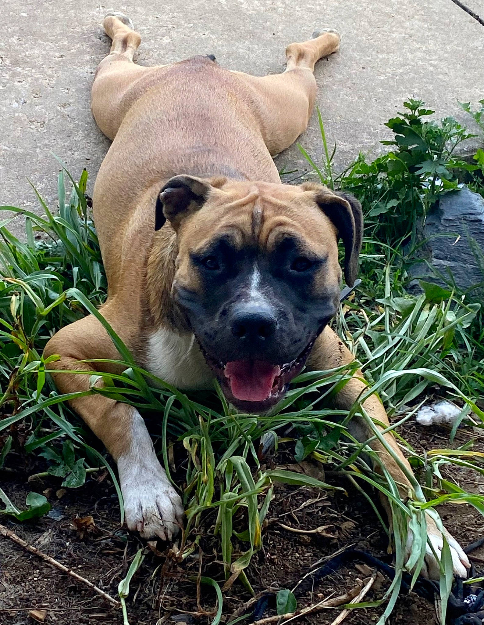 Smudge is registered to the contest to win money with this photo: canidae, carnivore, companion_dog, dog, dog_breed, fawn, grass, groundcover, guard_dog, molosser, non_sporting_group, plant, snout, sporting_group, terrestrial_animal, whiskers, wildlife, working_animal, working_dog, wrinkle