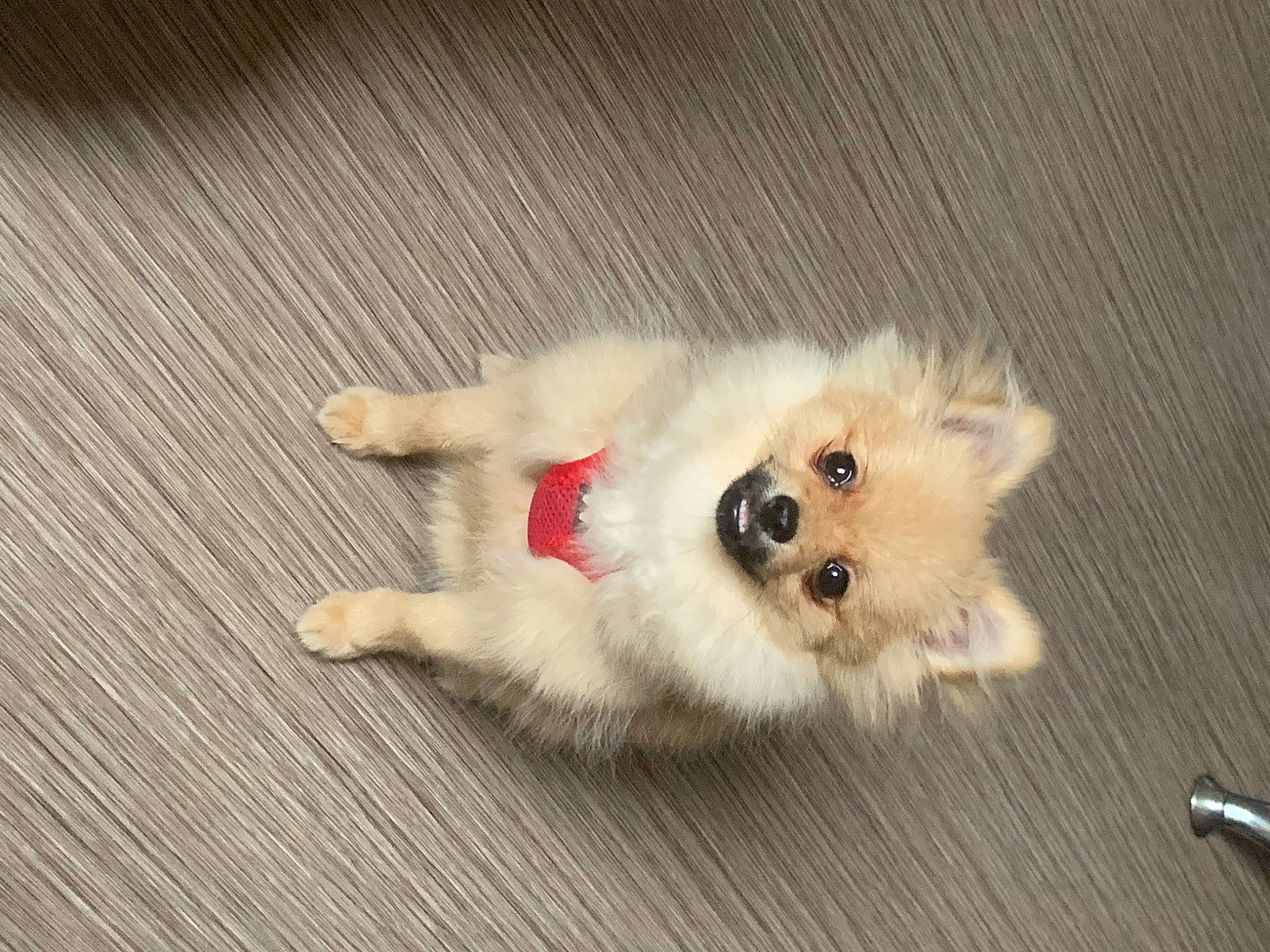 Lina a rejoint le concours — aidez-le/la à gagner de superbes lots ! canidae, carnivore, companion_dog, dog, dog_breed, dog_supply, fawn, german_spitz, german_spitz_klein, german_spitz_mittel, japanese_spitz, paw, samoyed, snout, spitz, sporting_group, tail, volpino_italiano, whiskers, working_animal