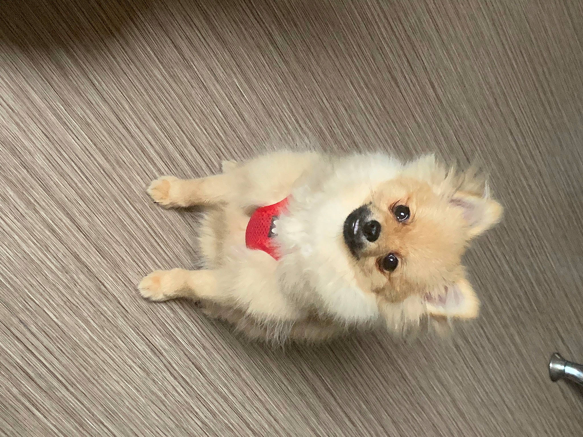 Lina participe au concours pour gagner de l'argent avec cette photo : american_eskimo_dog, carnivore, companion_dog, dog, dog_breed, dog_supply, fawn, fur, german_spitz, german_spitz_klein, german_spitz_mittel, japanese_spitz, paw, samoyed, spitz, sporting_group, tail, toy_dog, volpino_italiano, whiskers