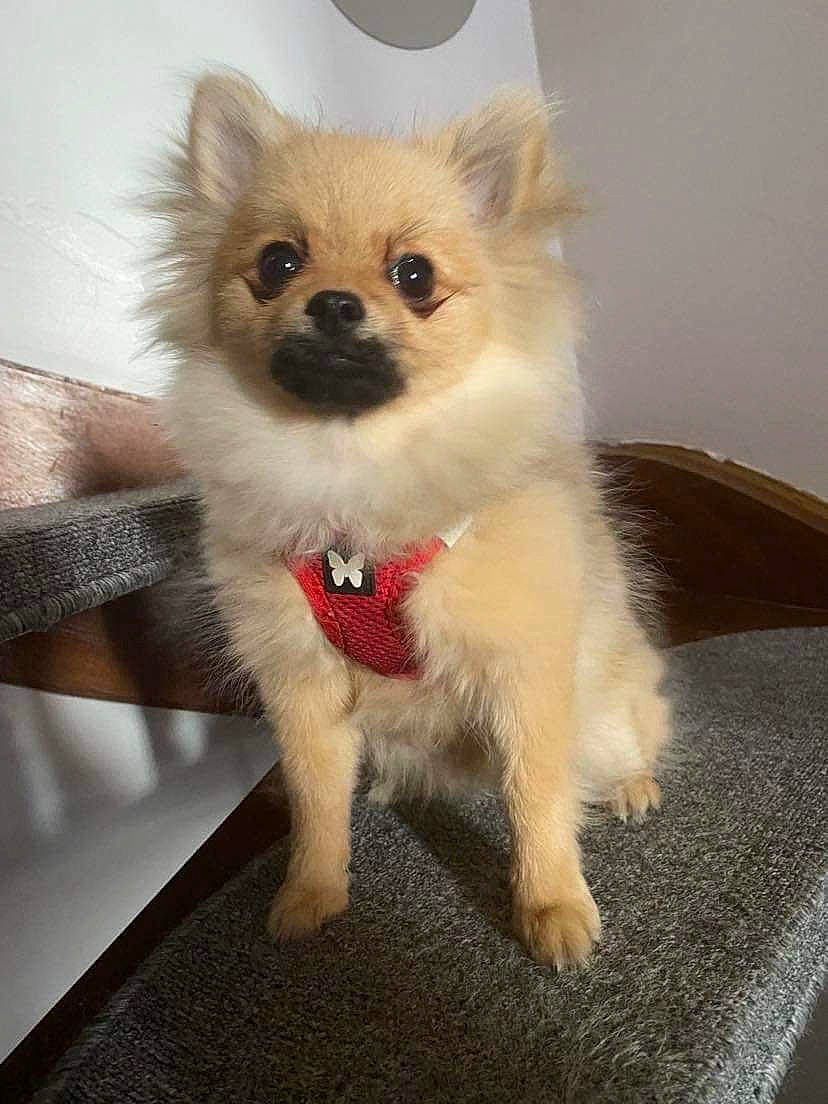 Lina participe au concours pour gagner de l'argent avec cette photo : canidae, carnivore, claw, companion_dog, dog, dog_breed, dog_supply, fawn, felidae, flooring, fur, non_sporting_group, paw, puppy, snout, tail, terrestrial_animal, toy_dog, whiskers, working_animal